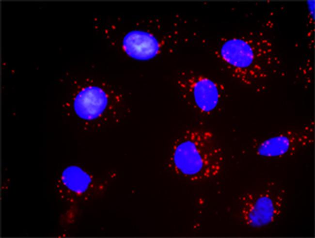 STAT1 Antibody in Proximity Ligation Assay (PLA) (PLA)