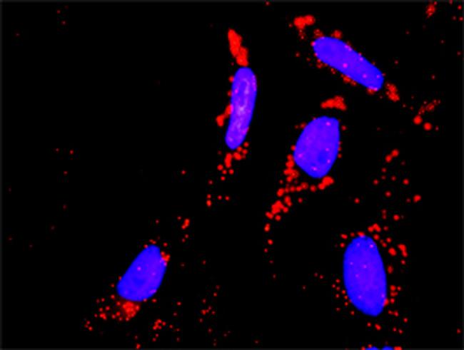 STAT1 Antibody in Proximity Ligation Assay (PLA) (PLA)