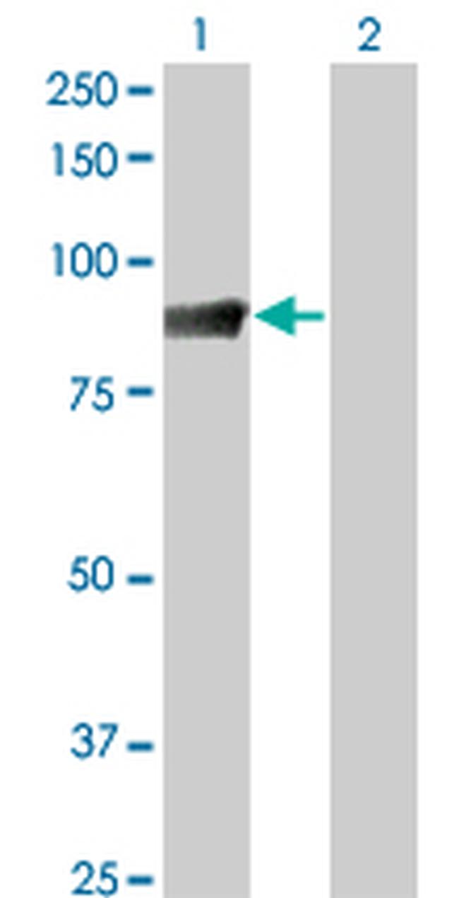 STAT5A Antibody in Western Blot (WB)