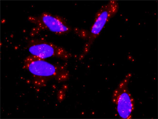 STAT5A Antibody in Proximity Ligation Assay (PLA) (PLA)