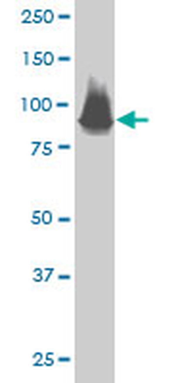 STAT5A Antibody in Western Blot (WB)