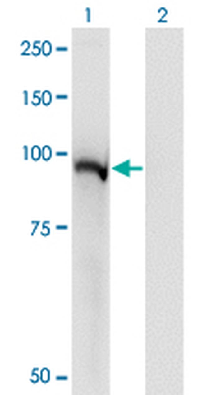 STAT5A Antibody in Western Blot (WB)