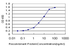 STAT5B Antibody in ELISA (ELISA)