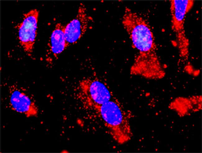 STK11 Antibody in Proximity Ligation Assay (PLA) (PLA)