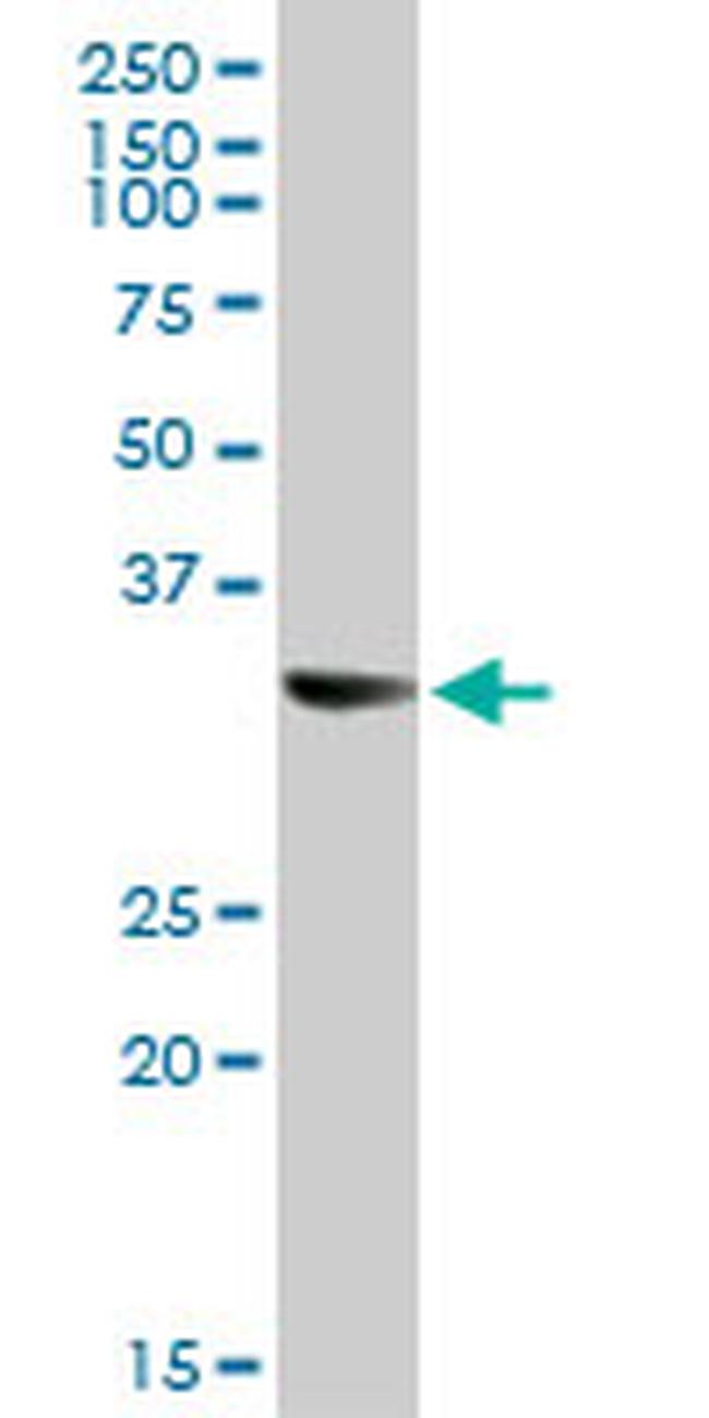 STX1A Antibody in Western Blot (WB)