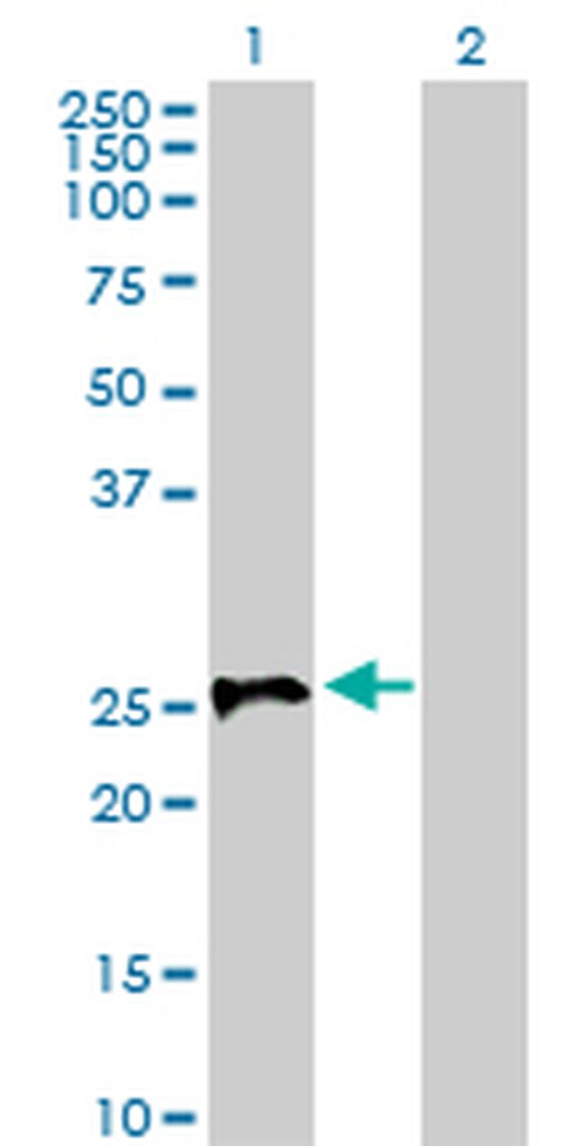 STX1A Antibody in Western Blot (WB)