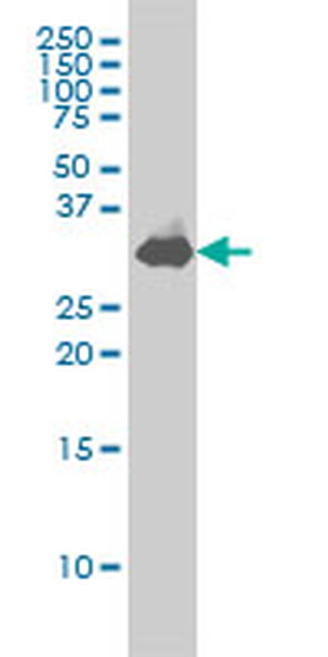 STX1A Antibody in Western Blot (WB)