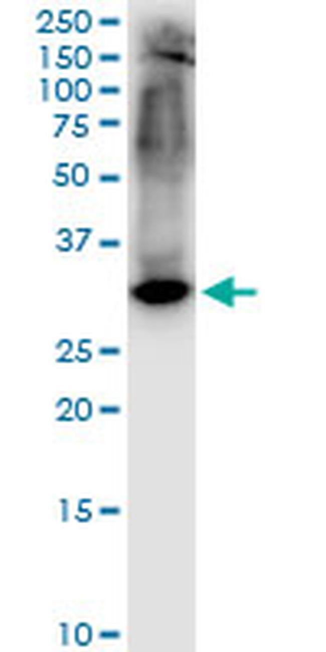 STX1A Antibody in Western Blot (WB)