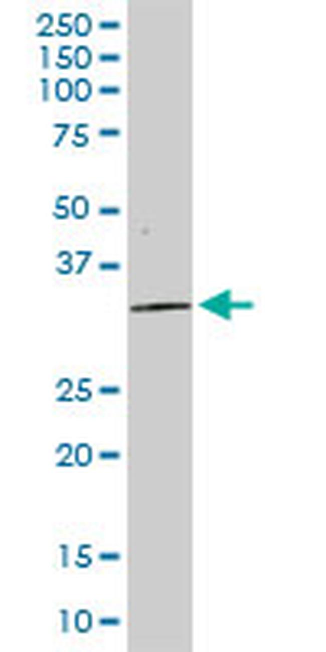 STX4 Antibody in Western Blot (WB)