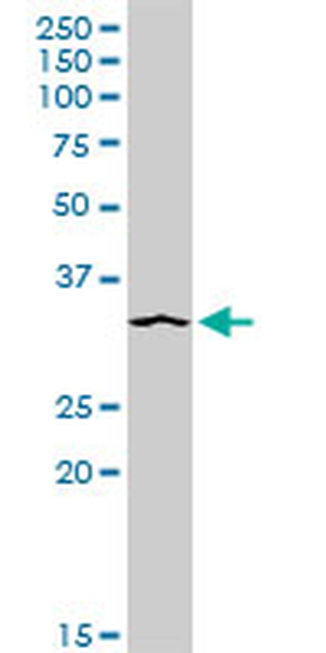 STX4 Antibody in Western Blot (WB)