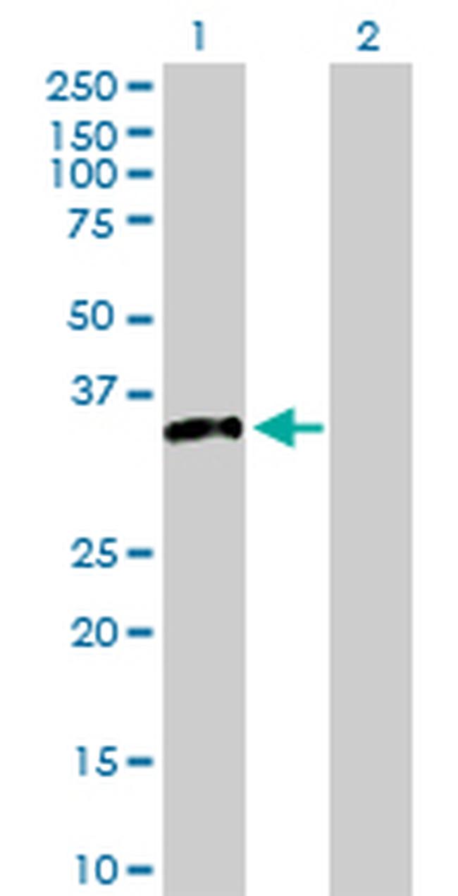 STX4 Antibody in Western Blot (WB)