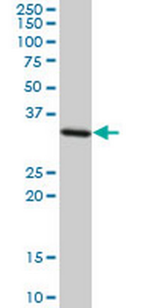 STX4A Antibody in Western Blot (WB)