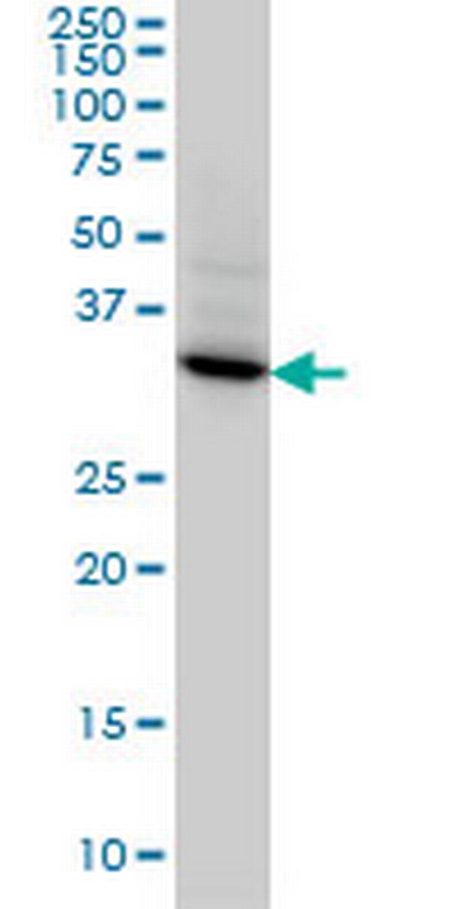 STX4A Antibody in Western Blot (WB)