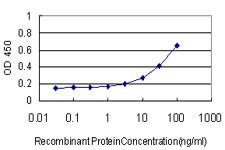 SYN1 Antibody in ELISA (ELISA)