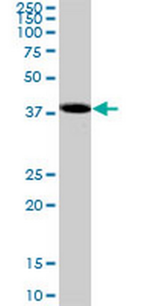 SYT1 Antibody in Western Blot (WB)