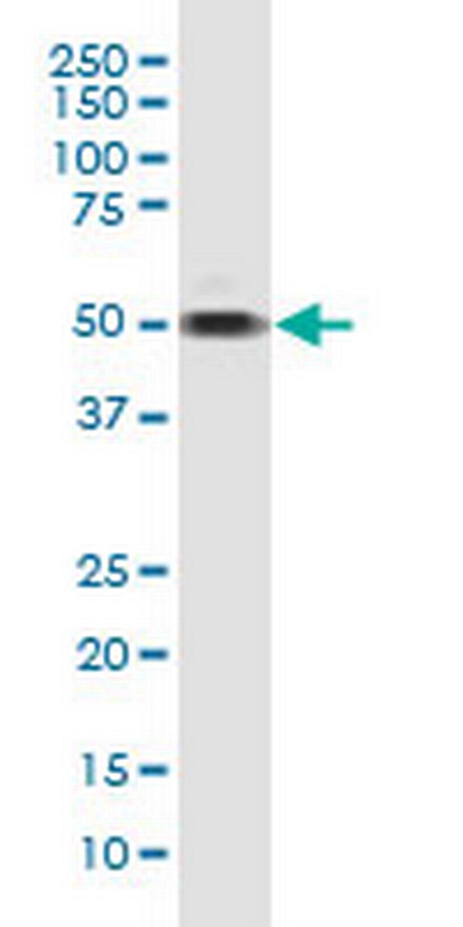 TAF7 Antibody in Western Blot (WB)