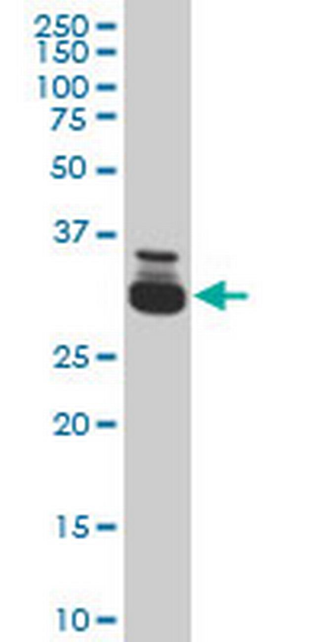 TAF11 Antibody in Western Blot (WB)