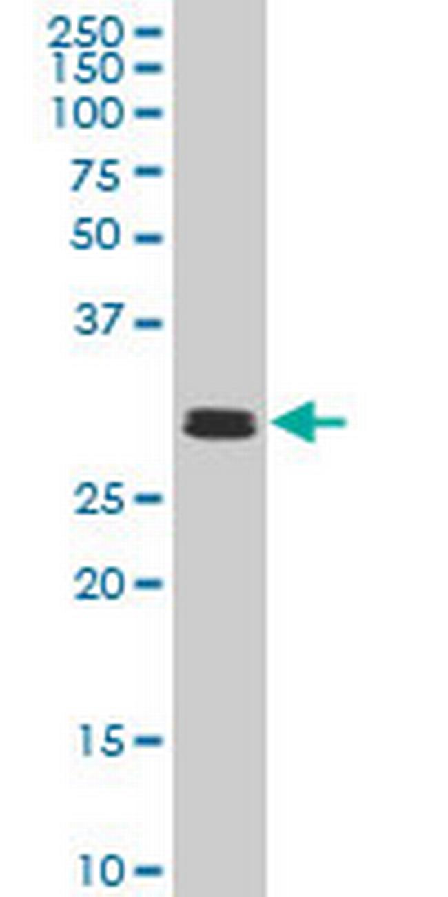 TAF11 Antibody in Western Blot (WB)