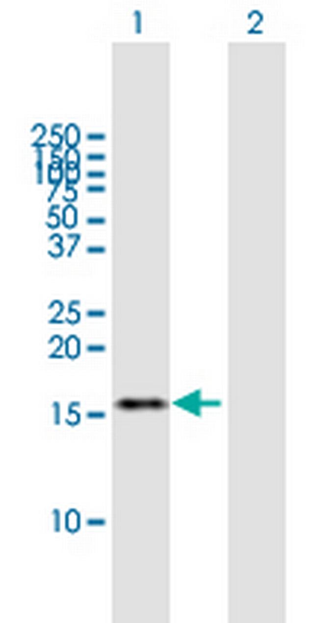 TAF13 Antibody in Western Blot (WB)