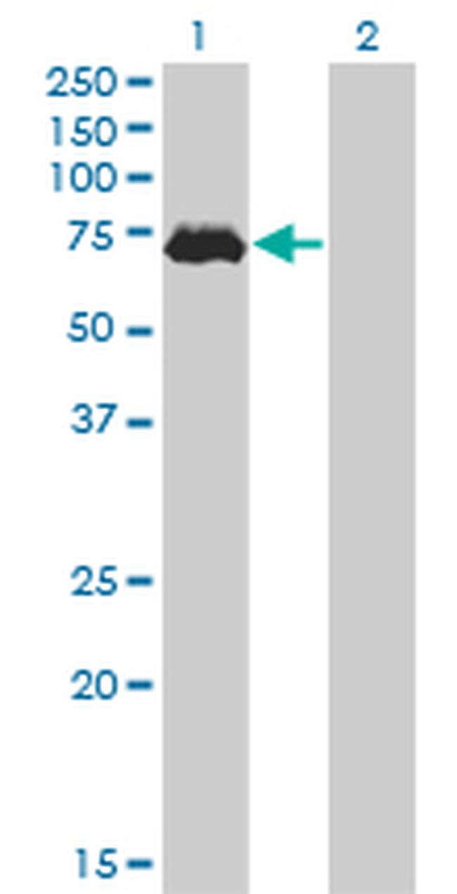 MAP3K7 Antibody in Western Blot (WB)