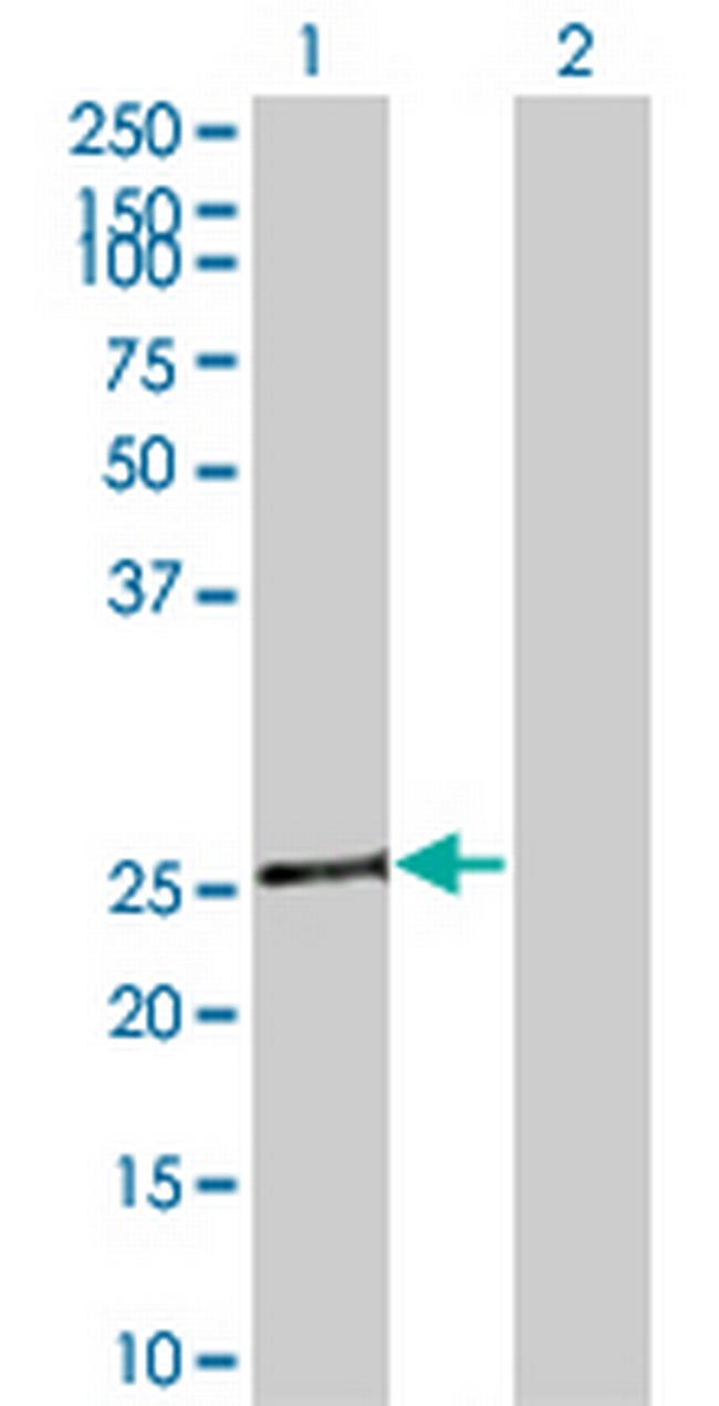 TAZ Antibody in Western Blot (WB)