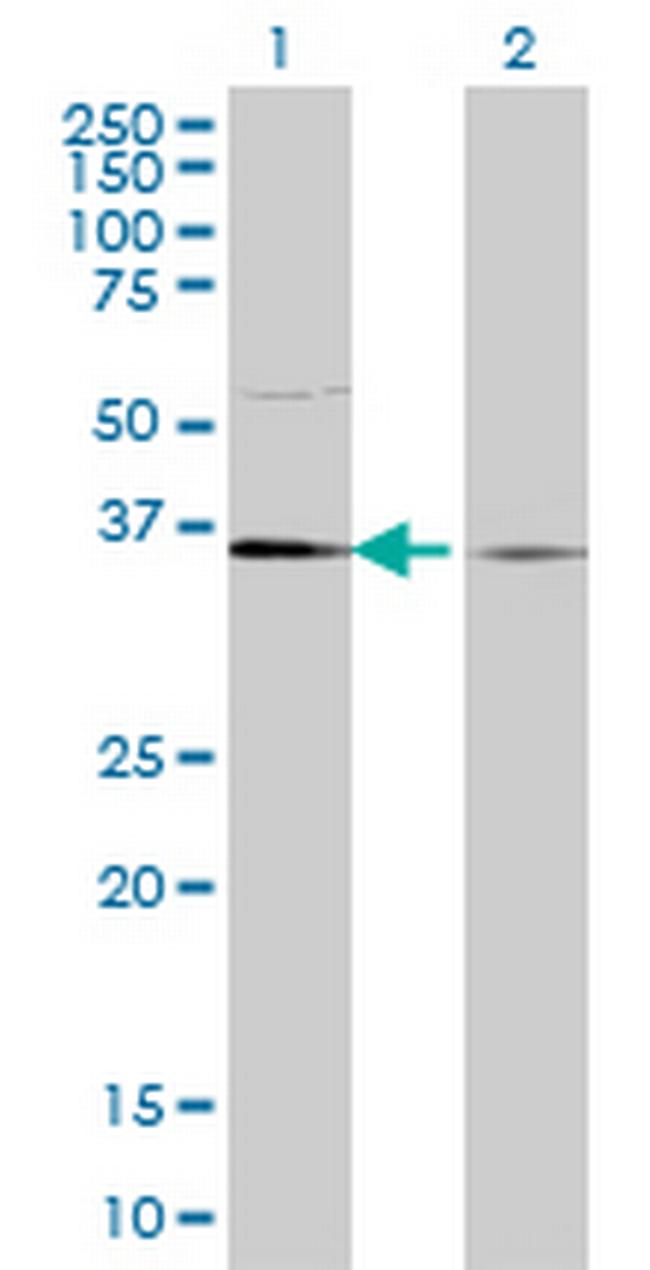 TCEA1 Antibody in Western Blot (WB)