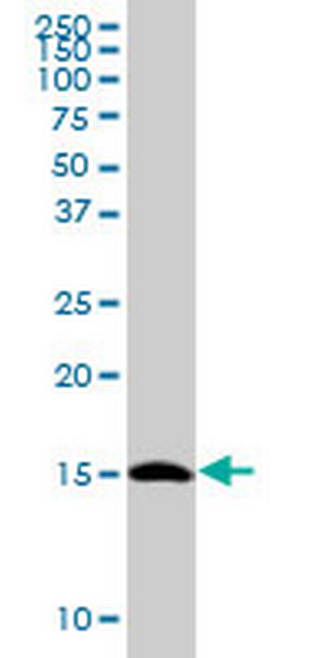 TCEB2 Antibody in Western Blot (WB)