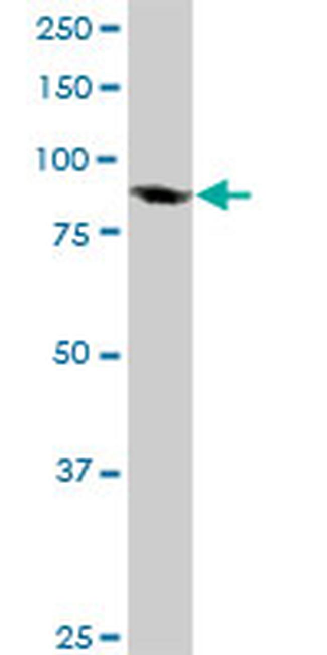 TCEB3 Antibody in Western Blot (WB)