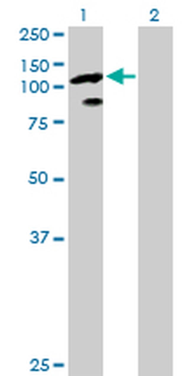 TCEB3 Antibody in Western Blot (WB)