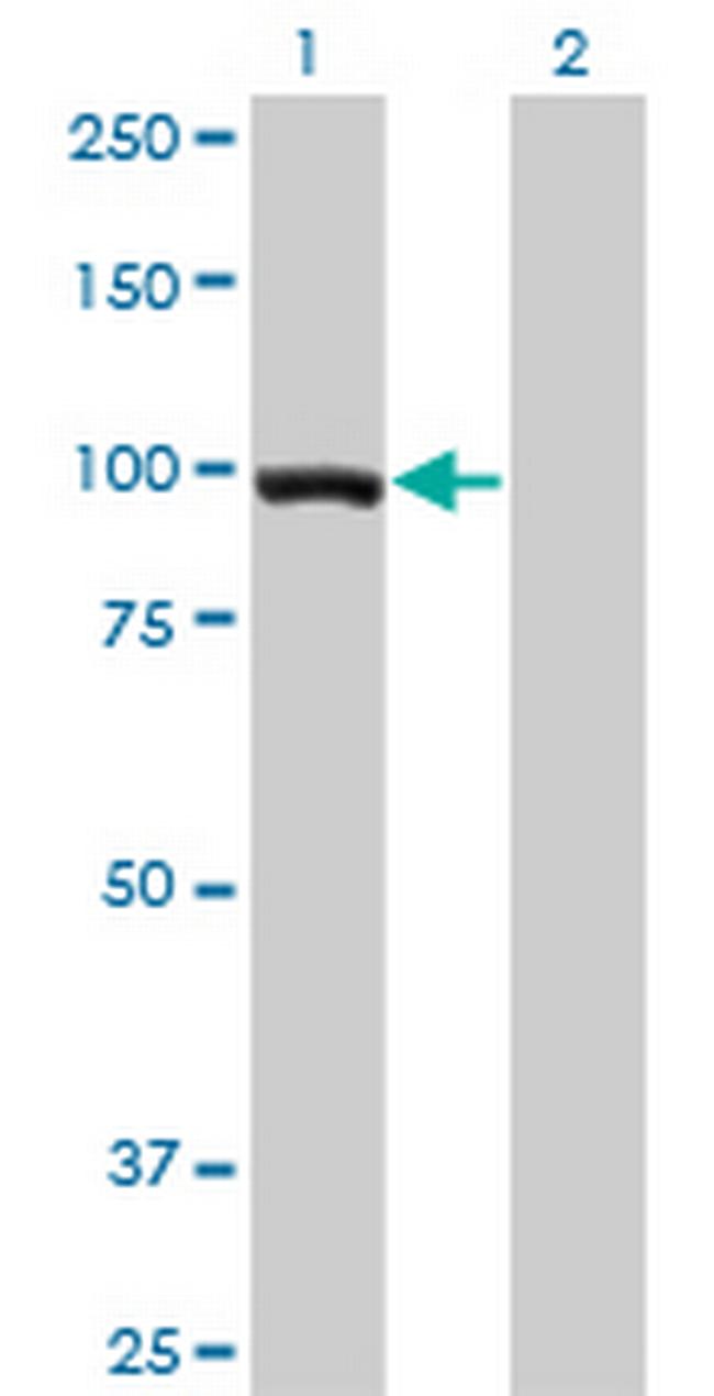 TCEB3 Antibody in Western Blot (WB)