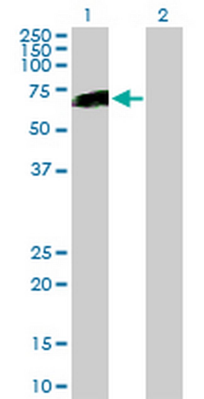 HNF1B Antibody in Western Blot (WB)