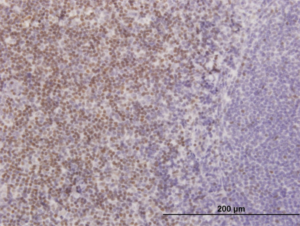 TCF7 Antibody in Immunohistochemistry (Paraffin) (IHC (P))