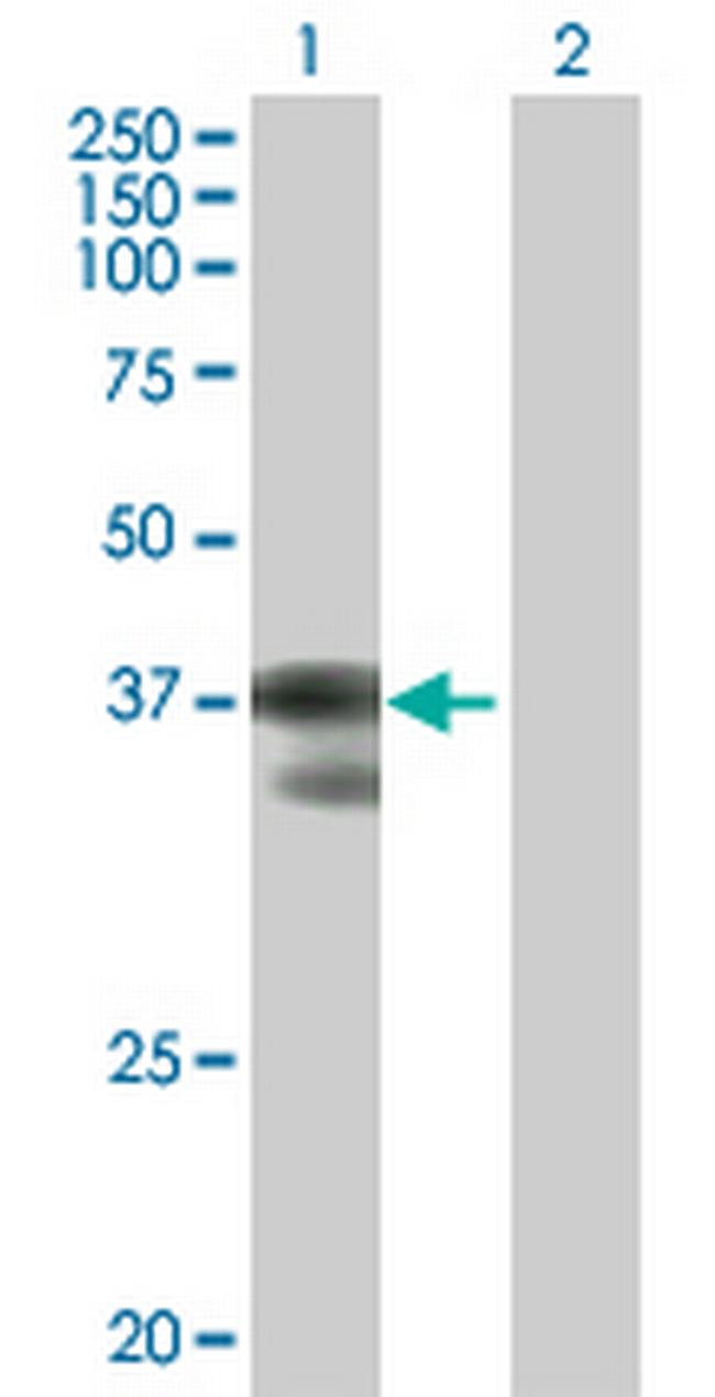 C2orf3 Antibody in Western Blot (WB)