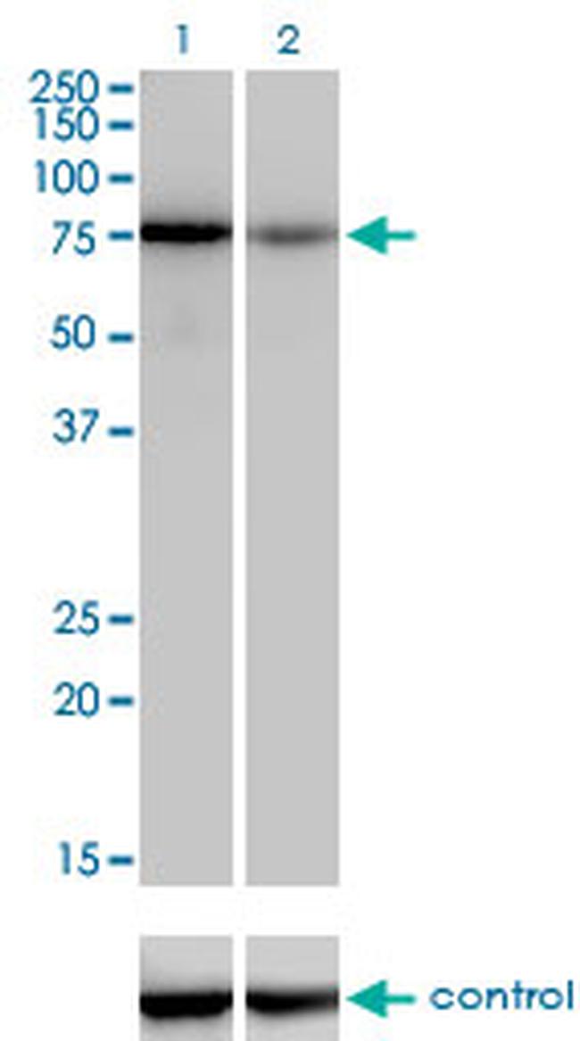 TCF12 Antibody in Western Blot (WB)