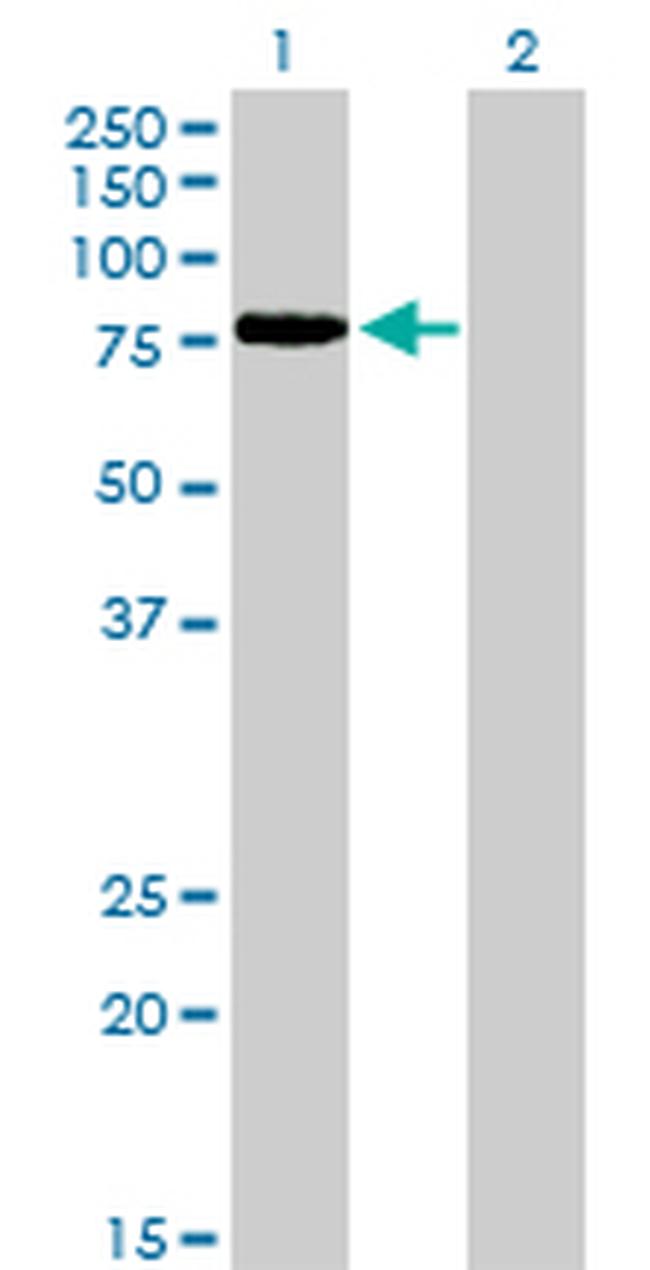 TCF12 Antibody in Western Blot (WB)