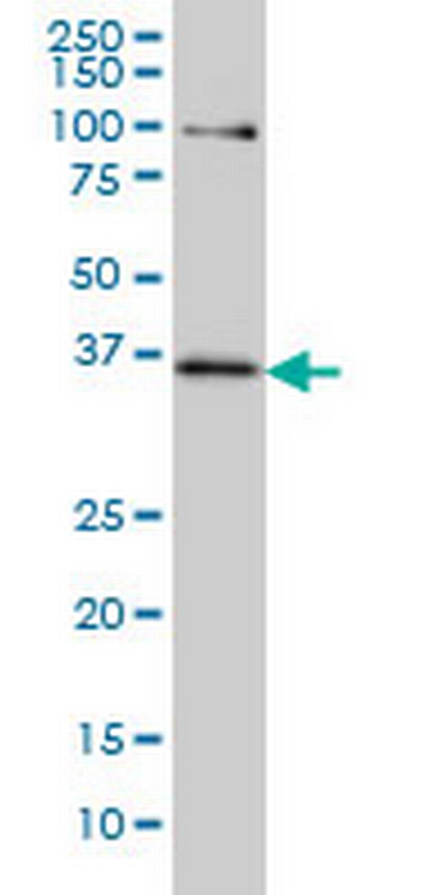 TCF19 Antibody in Western Blot (WB)