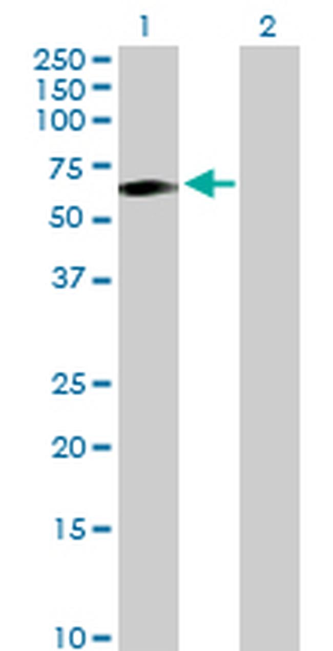 TCN1 Antibody in Western Blot (WB)