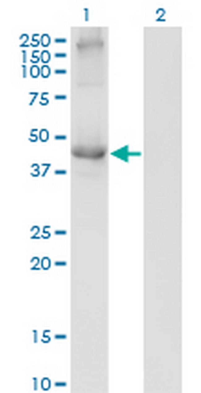 TCN2 Antibody in Western Blot (WB)