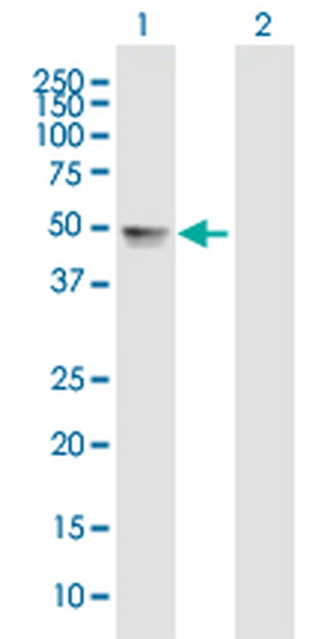 TDO2 Antibody in Western Blot (WB)