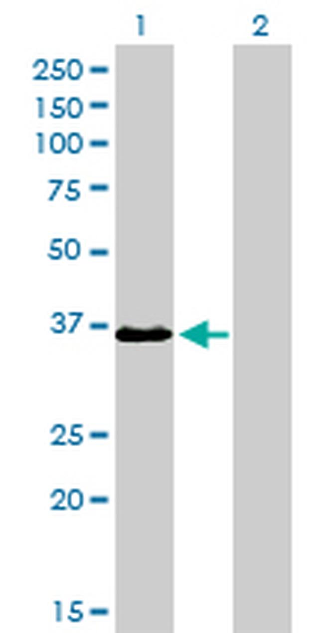 TEAD4 Antibody in Western Blot (WB)