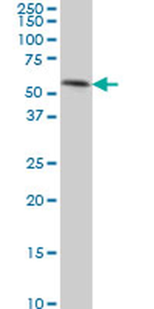 TEAD4 Antibody in Western Blot (WB)