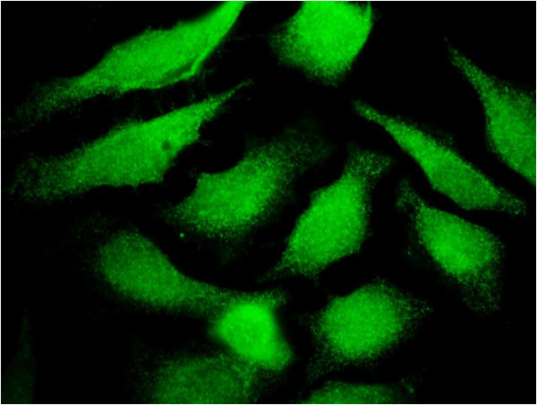 TF Antibody in Immunocytochemistry (ICC/IF)