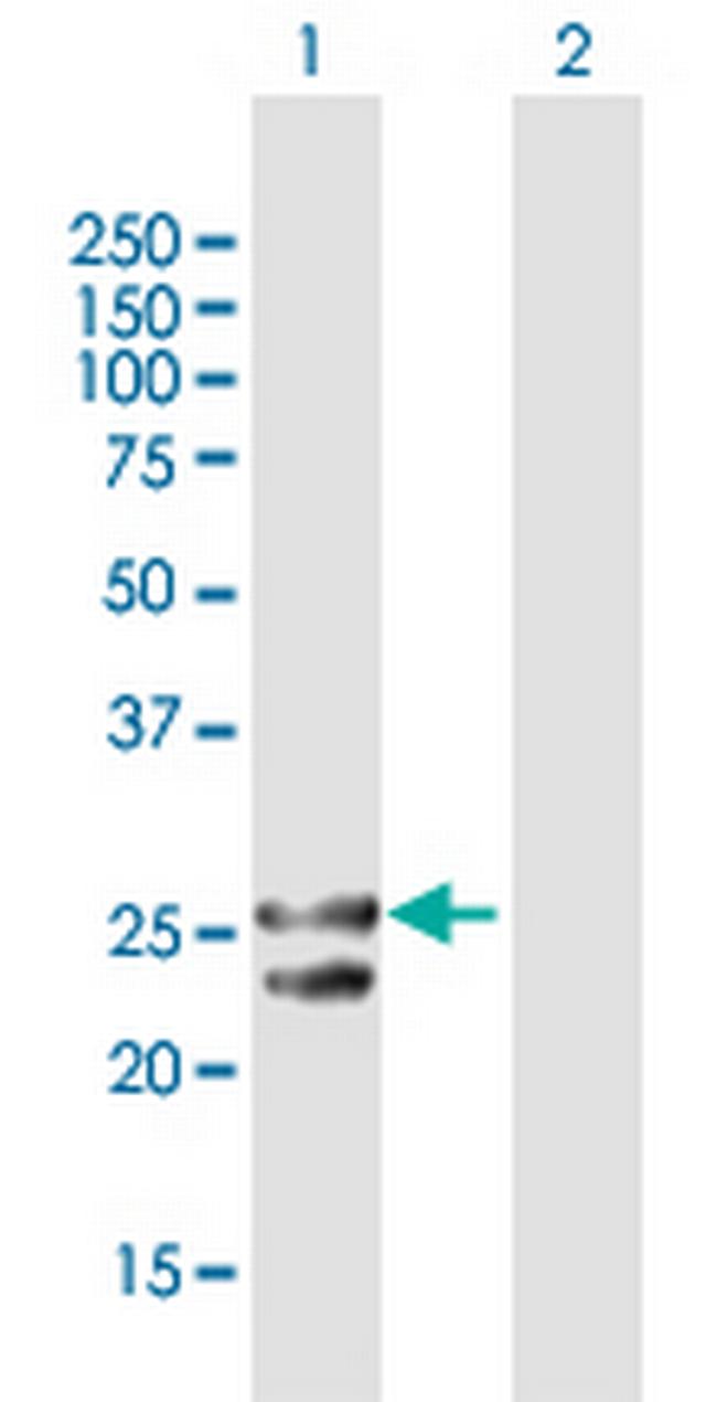 TFAM Antibody in Western Blot (WB)