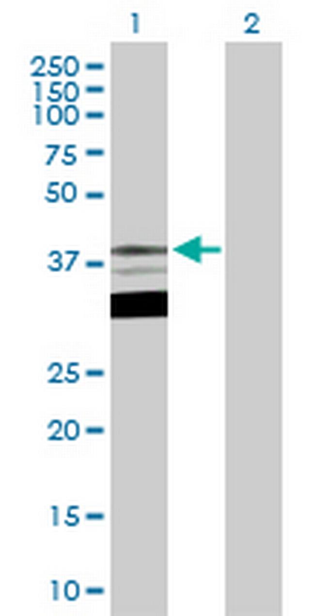 TFAP4 Antibody in Western Blot (WB)