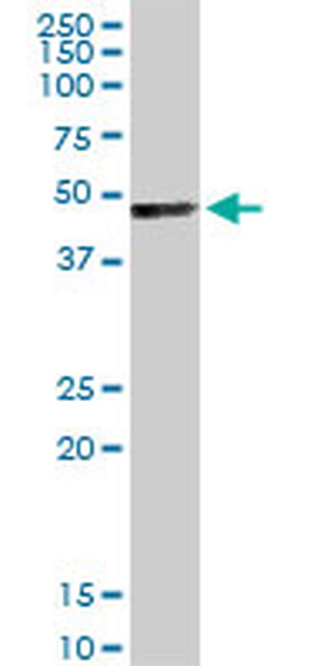 TFAP4 Antibody in Western Blot (WB)