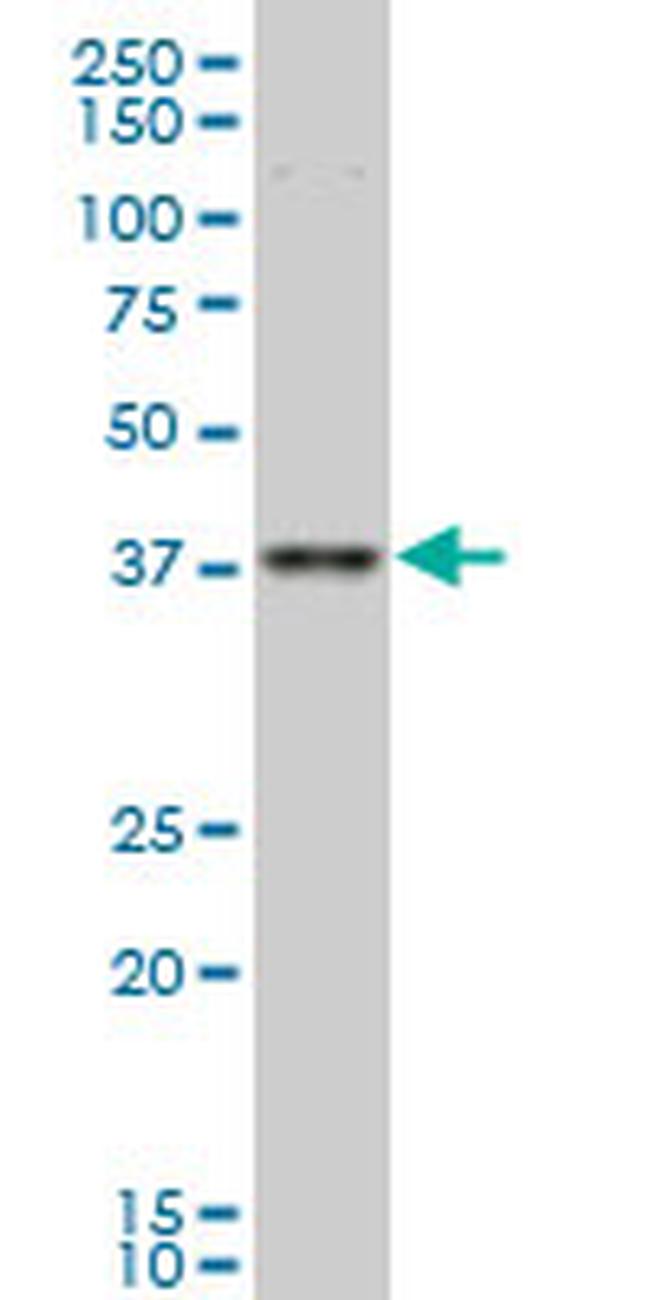 TFAP4 Antibody in Western Blot (WB)