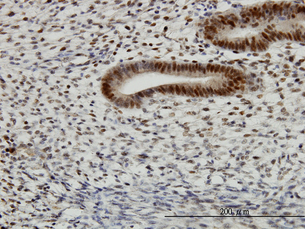 TFAP4 Antibody in Immunohistochemistry (Paraffin) (IHC (P))