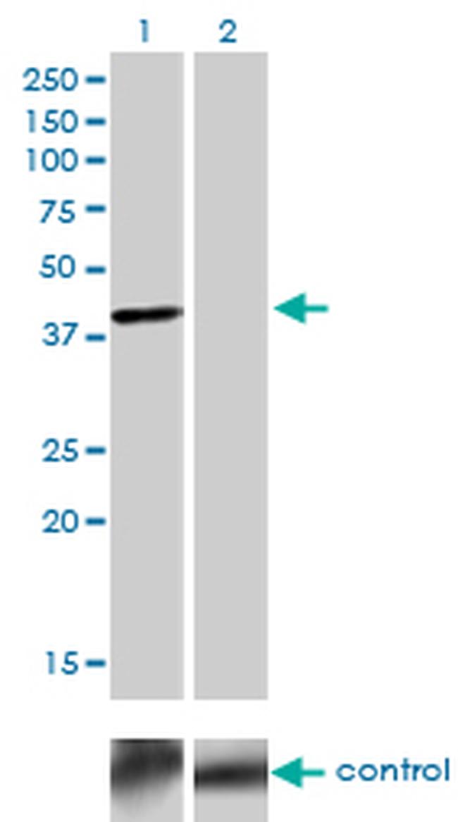 TFAP4 Antibody in Western Blot (WB)