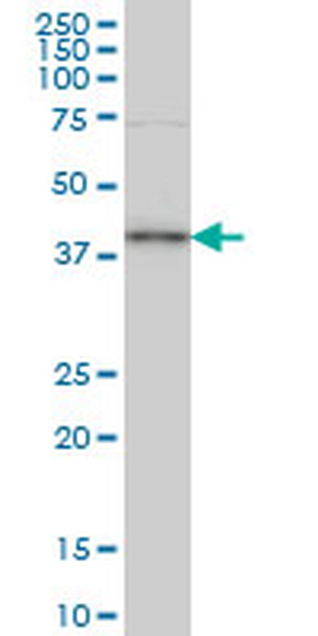 TFAP4 Antibody in Western Blot (WB)