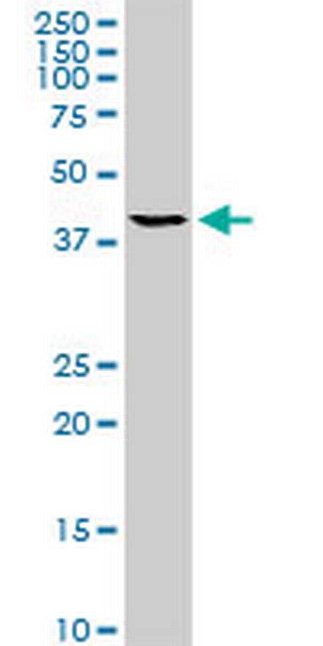 TFAP4 Antibody in Western Blot (WB)